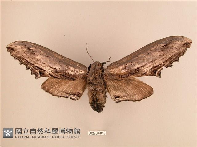 臺灣鋸翅天蛾藏品圖，第1張