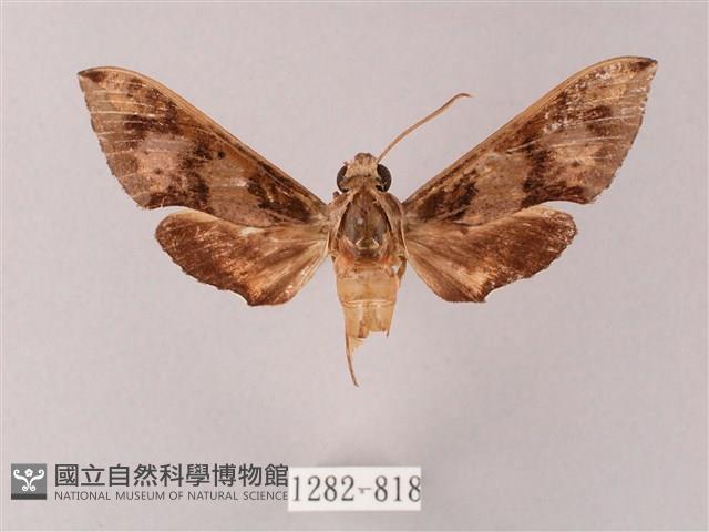 雙斑白肩天蛾藏品圖，第1張