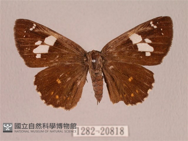埔里星弄蝶藏品圖，第1張