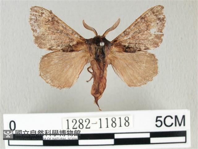 銀肩枯葉蛾藏品圖，第1張