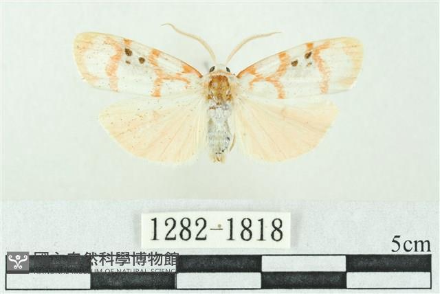 臺雪苔蛾藏品圖，第1張