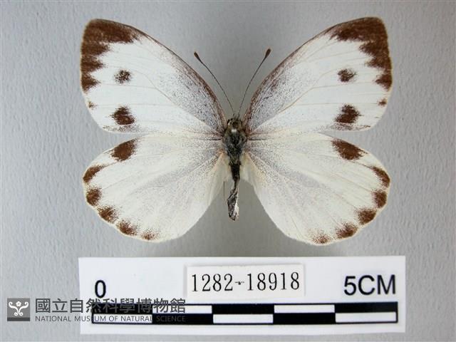 緣點白粉蝶藏品圖，第1張