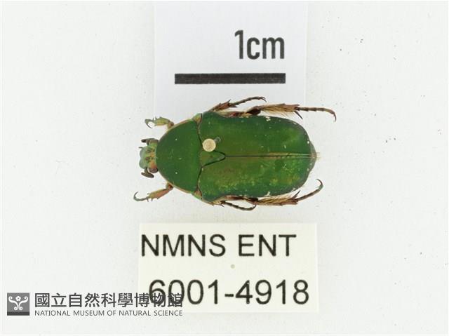 艷邊花金龜藏品圖，第1張