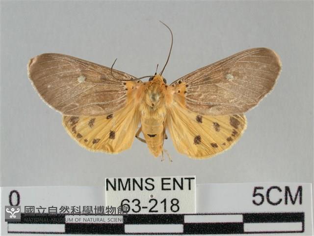 一點擬燈蛾藏品圖，第1張