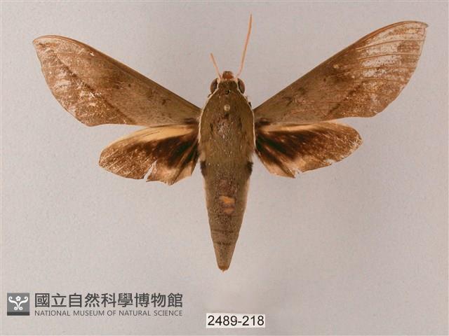 藏斜紋天蛾藏品圖，第1張