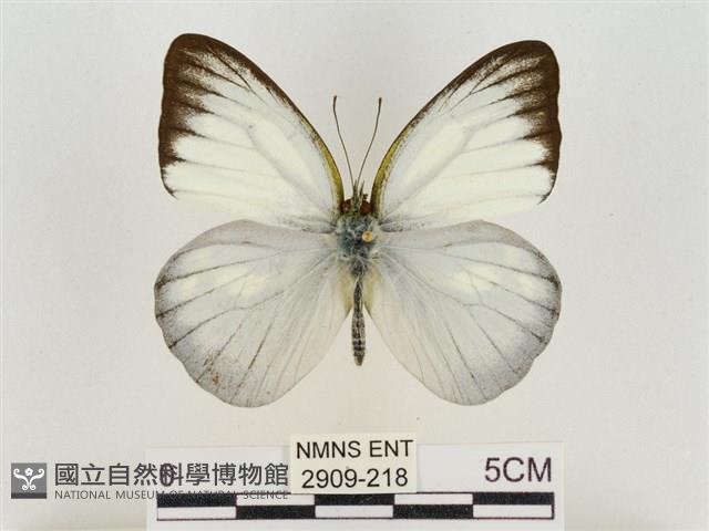 淡褐脈粉蝶藏品圖，第1張