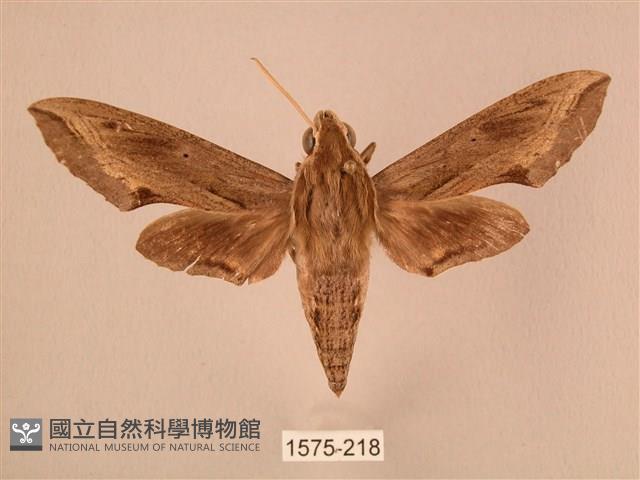 斜線天蛾藏品圖，第1張