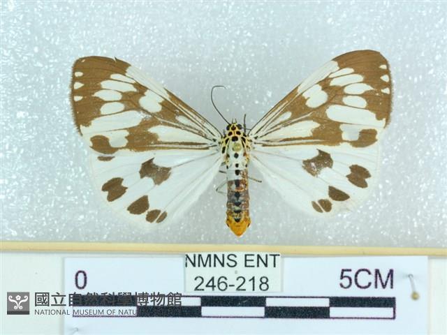 粉蝶燈蛾藏品圖，第1張