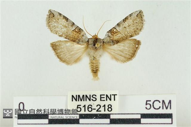 帶波紋蛾藏品圖，第1張
