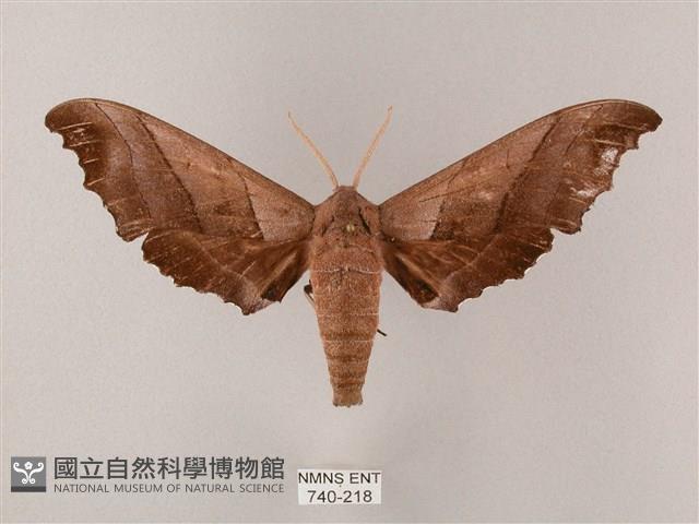 齒翅三線天蛾藏品圖，第1張