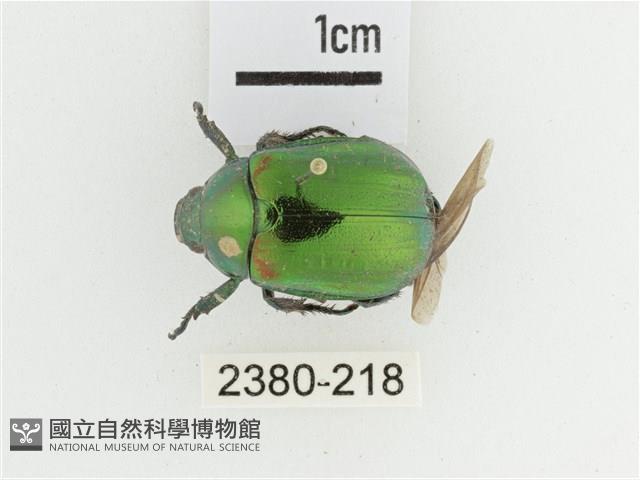 艷金龜藏品圖，第1張