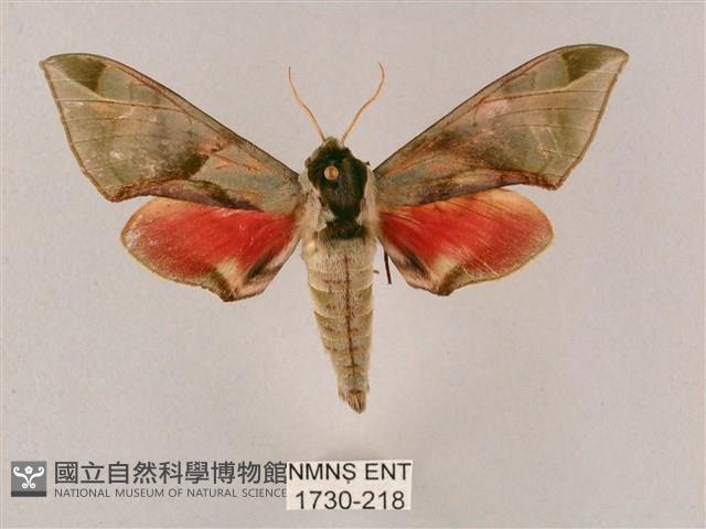 榆綠天蛾藏品圖，第1張