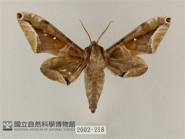 白點天蛾 藏品圖，第1張