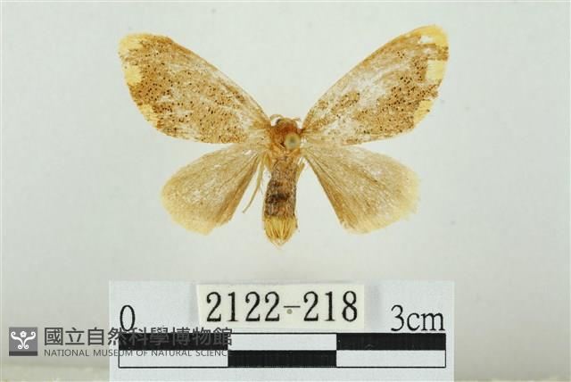 黑翅黃毒蛾藏品圖，第1張