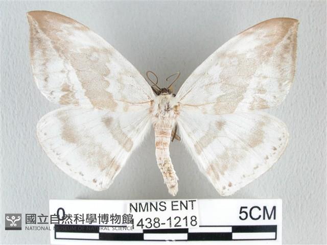 圓翅大鉤蛾藏品圖，第1張
