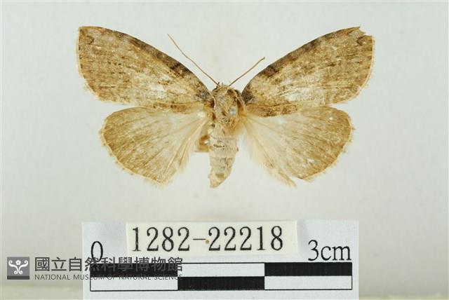 霧社環波紋蛾藏品圖，第1張