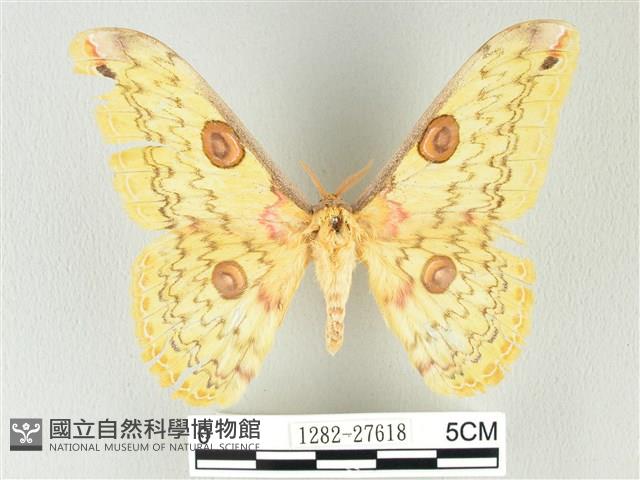 黃豹天蠶蛾藏品圖，第1張