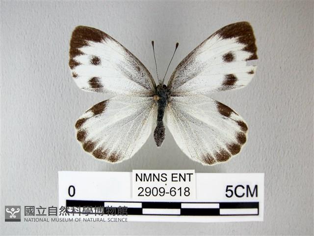 緣點白粉蝶藏品圖，第1張