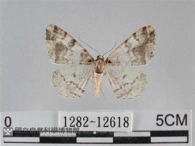 雙峰霜尺蛾藏品圖，第1張