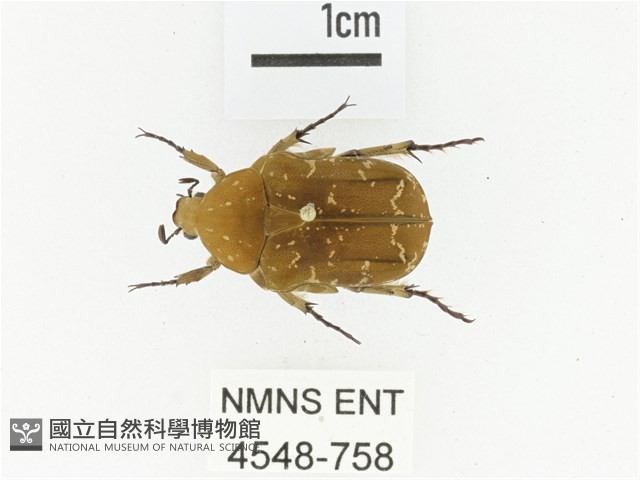 銅點花金龜藏品圖，第1張