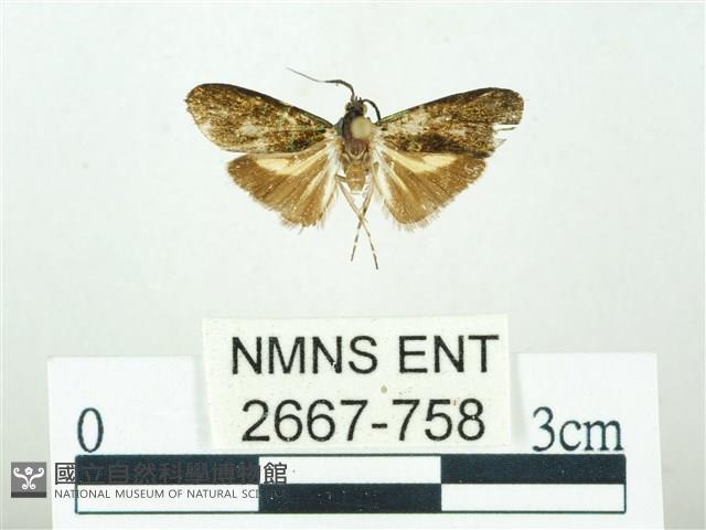 叉紋閃舞蛾藏品圖，第1張