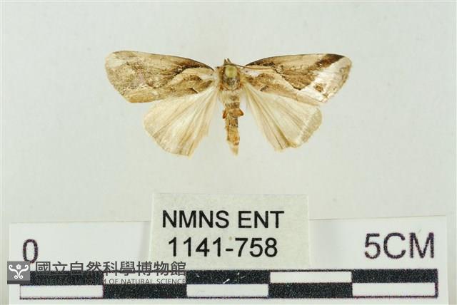 素木氏美波紋蛾藏品圖，第1張