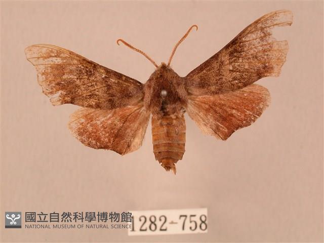 楓天蛾藏品圖，第1張