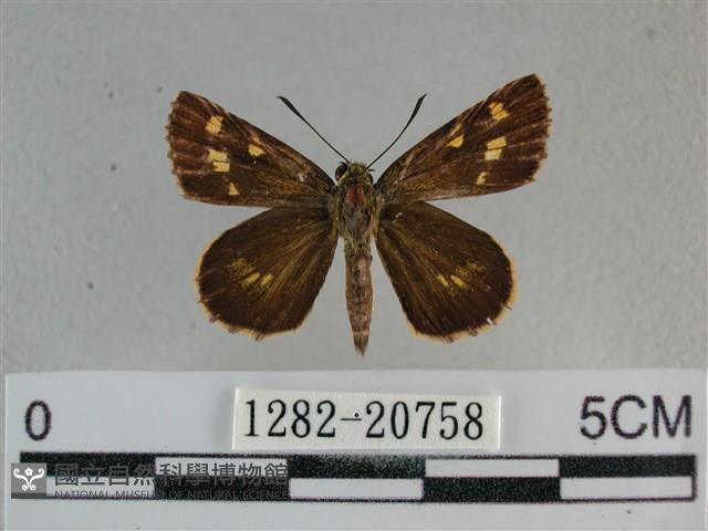 黃星弄蝶藏品圖，第1張