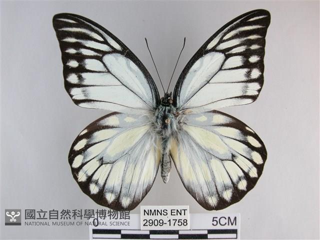 鋸粉蝶藏品圖，第1張