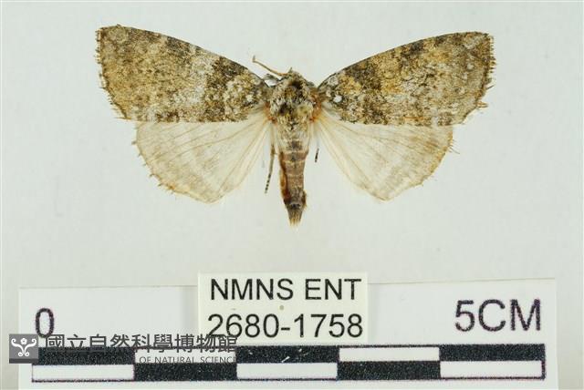 臺灣銀斑異波紋蛾藏品圖，第1張