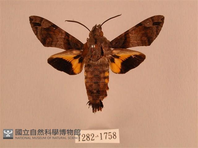 叉帶長喙天蛾藏品圖，第1張