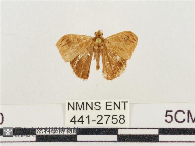 小白紋毒蛾藏品圖，第1張