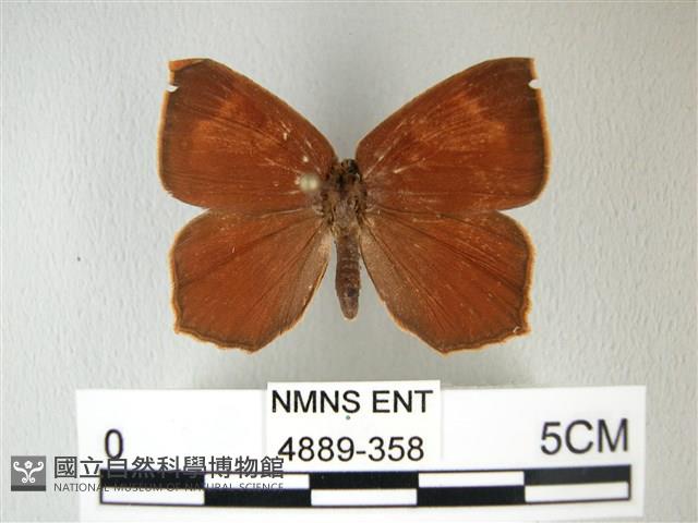 隱錨紋蛾藏品圖，第1張