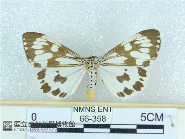 粉蝶燈蛾藏品圖，第1張