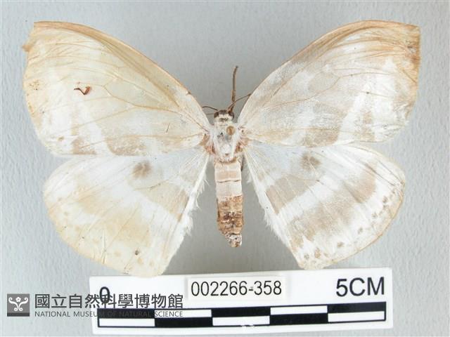 圓翅大鉤蛾藏品圖，第1張