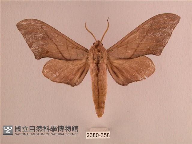 直翅六點天蛾藏品圖，第1張