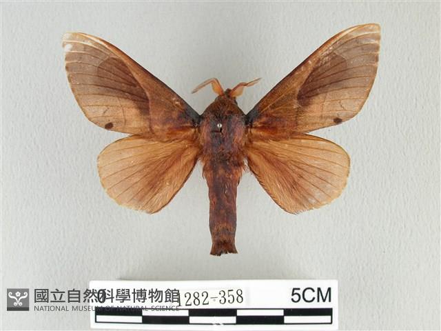 大褐斑枯葉蛾藏品圖，第1張