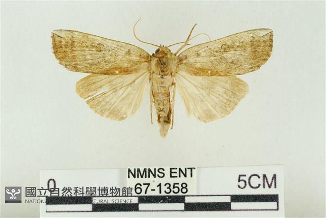 臺洒波紋蛾藏品圖，第1張