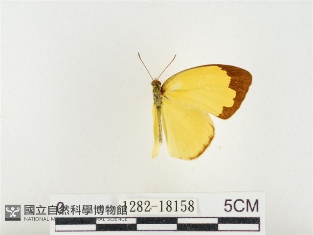 島嶼黃蝶、江崎黃蝶藏品圖，第1張