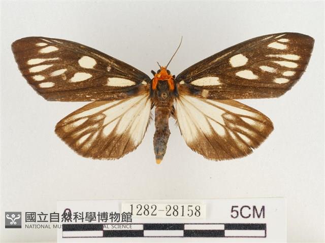 巨網燈蛾藏品圖，第1張