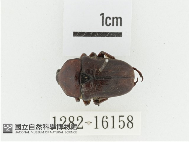 曹德褐騷金龜藏品圖，第1張