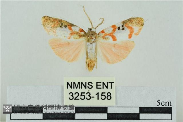 臺雪苔蛾藏品圖，第1張