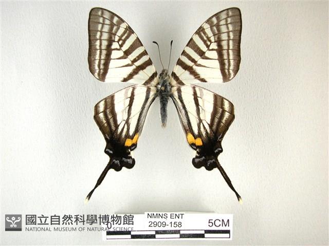 劍鳳蝶藏品圖，第1張