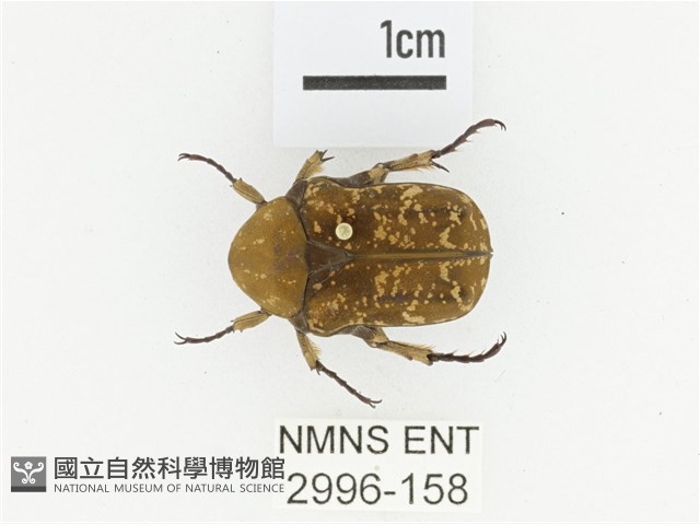 銅點花金龜藏品圖，第1張