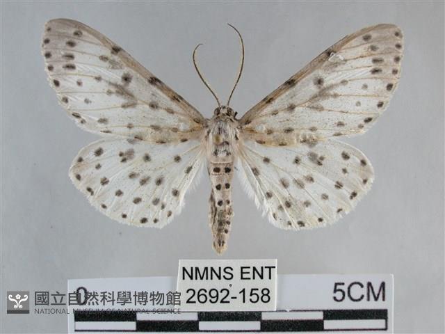 大胡麻斑星尺蛾藏品圖，第1張