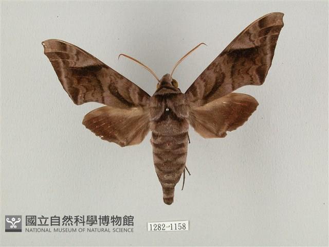 全緣缺角天蛾藏品圖，第1張