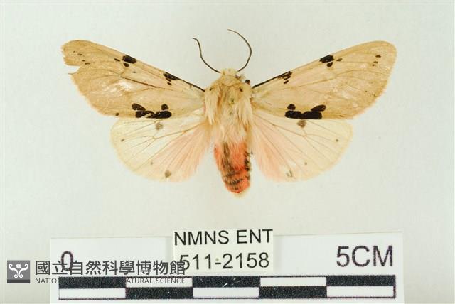 棍棒污燈蛾藏品圖，第1張