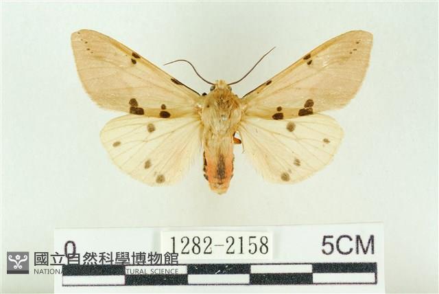 棍棒污燈蛾藏品圖，第1張