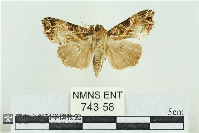 粉紅帶散紋夜蛾藏品圖，第1張