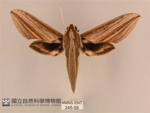 棕綠背線天蛾藏品圖，第1張